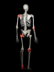 3d medical illustration of the human skeleton - joint pain