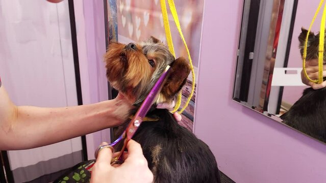 The grooming master cuts the dog.