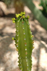 Cactus blooms in summer in Arizona, United States