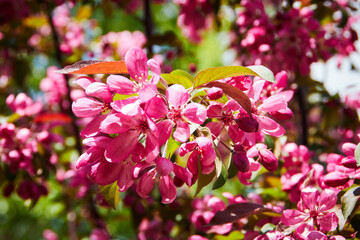 blooming tree in spring with flowers, nature background with sunlight bokeh