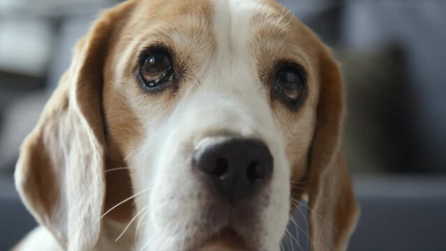 Close up of young brown and white Beagle dog sitting still, moving eyes, looking sad.Blurred background, indoors, daylight