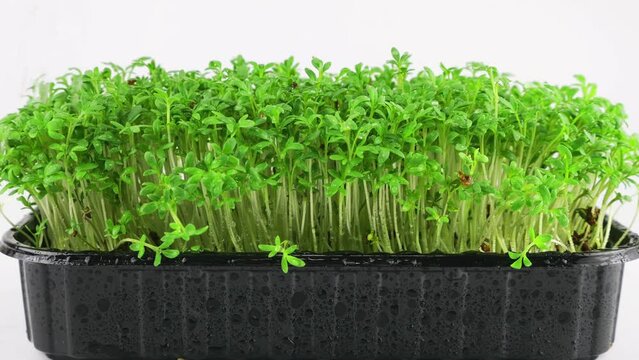 Watering microgreens garden cress seedling of water. Slow motion. The microgreen in plastic trays.