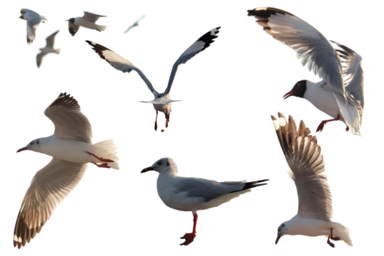 seagulls isolated on white