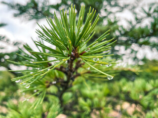Needles of a fir tree with a vivid green color, with small drops on it during a rainy day. Close up, selective focus.