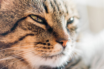 Portrait of a nice brown cat, while resting. Close up, selective focus.