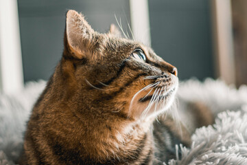 Portrait of a cute brown cat, looking up, while resting. Close up, selective focus.