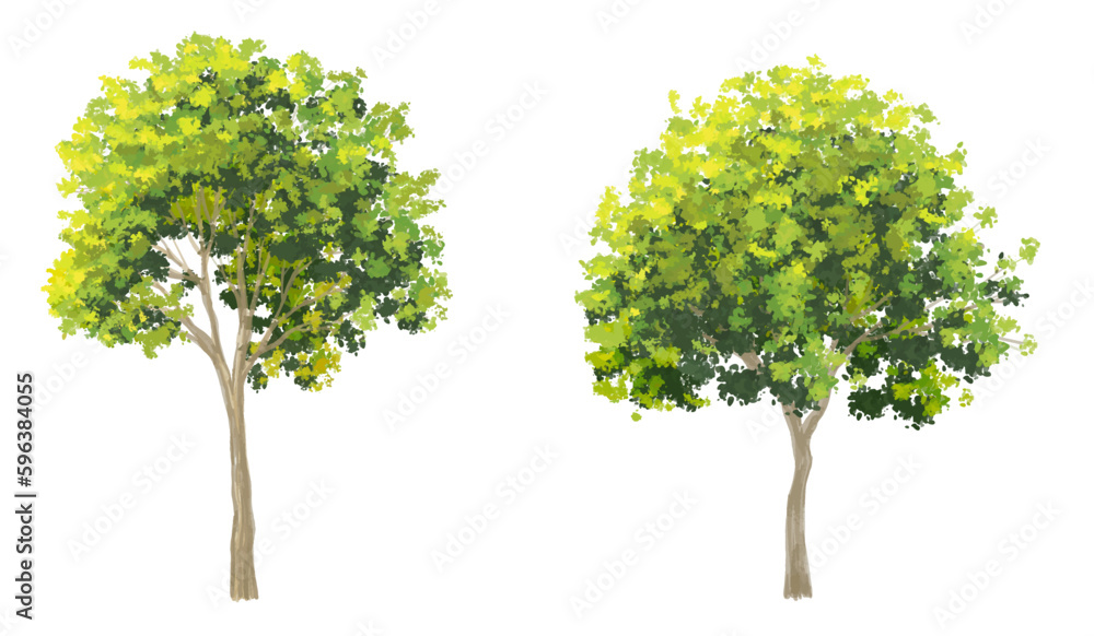 Wall mural vector watercolor of tree side view isolated on white background for landscape and architecture draw