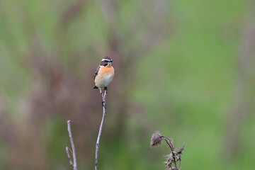 Close-up photo of whinchat (Saxicola rubetra) sitting on bushes and tree against blurred background. The defining features of the bird are clearly visible