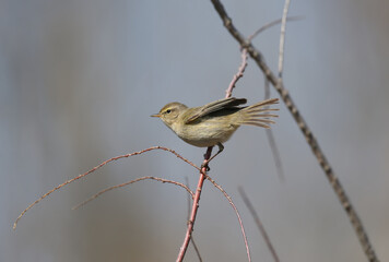 Migratory common chiffchaff (Phylloscopus collybita) close-up shot in its natural habitat. The bird sits on a branch on a blurred background.