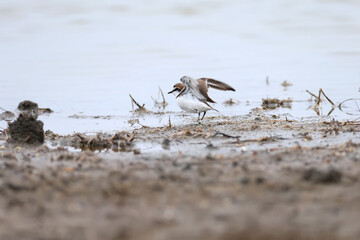 Male The Kentish plover (Charadrius alexandrinus) photographed close-up on the marshy shore of the Tiligul Estuary, Ukraine. The bird is ringed.