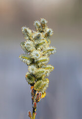Fluffy willow buds shot close-up on a beautiful blurred background © VOLODYMYR KUCHERENKO