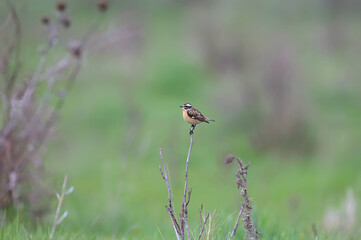 Close-up photo of whinchat (Saxicola rubetra) sitting on bushes and tree against blurred background. The defining features of the bird are clearly visible