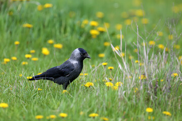 Close-up and bright photo of western jackdaw (Coloeus monedula) walking on green grass with blooming dandelions. Unusual angle and detailed photos of bird plumage