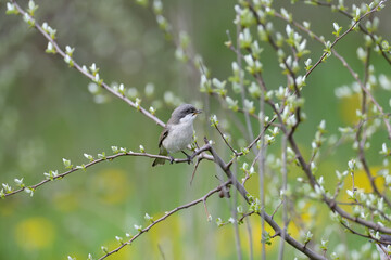 Close-up photo of Spring lesser whitethroat (Curruca curruca) sitting on the branches of...