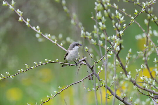 Close-up photo of Spring lesser whitethroat (Curruca curruca) sitting on the branches of angustifolia tree against a blurred background