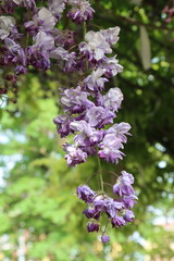 Wisteria plant in bloom with green background-