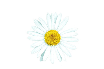 White daisy isolated on transparent background, top view. Chamomile ornamental flowering plant cutout