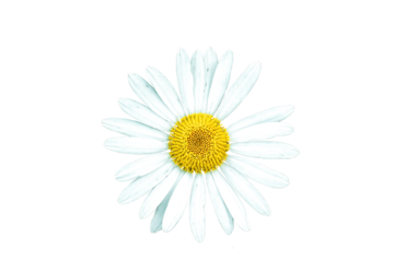 White daisy isolated on transparent background, top view. Chamomile ornamental flowering plant cutout