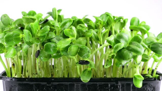 Watering microgreens helianthus seedling of water. Slow motion. The microgreen in plastic trays.