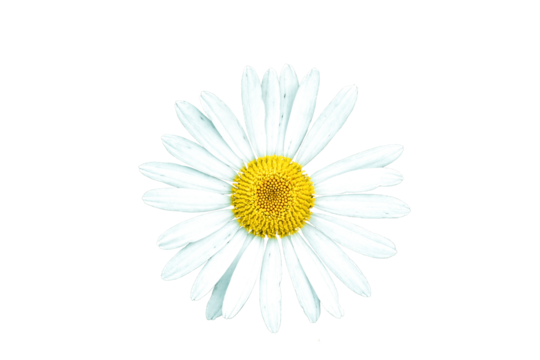 White daisy isolated on transparent background, top view. Chamomile ornamental flowering plant cutout