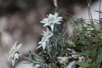 Beautiful Edelweiss (Leontopodium nivale) in the Tannheimer mountains