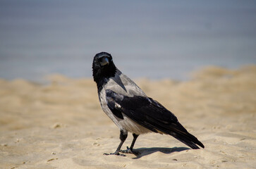crow on the beach