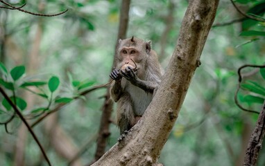 Monkey eat fruit on the tree
