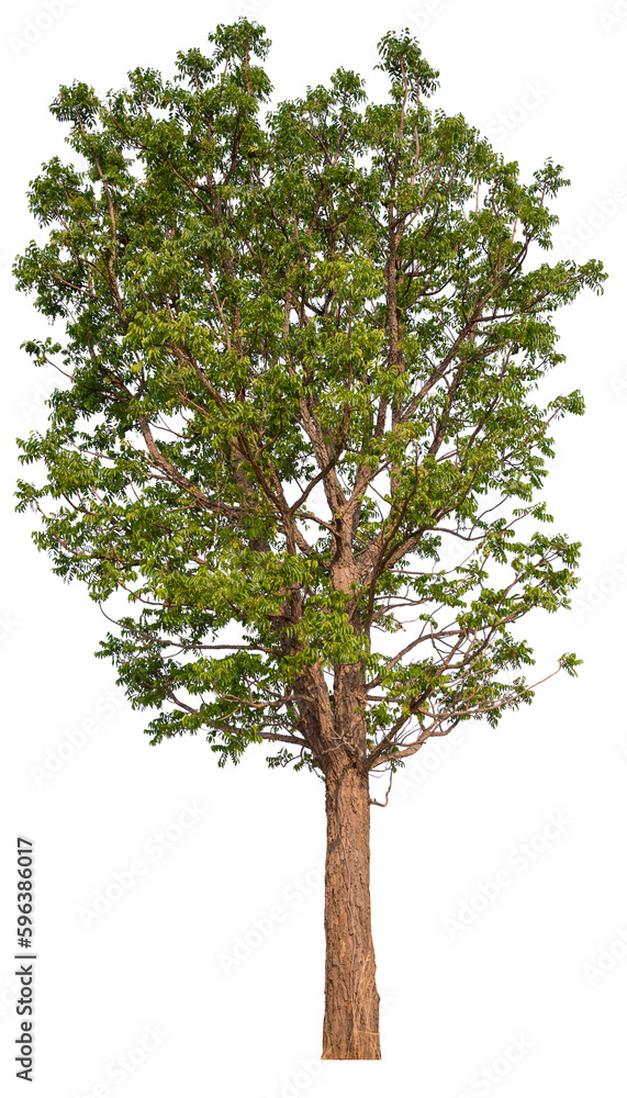 Aufkleber tree png file removed original background