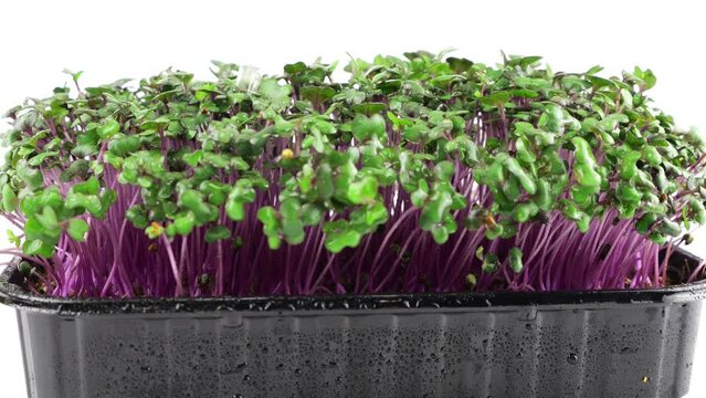 Watering microgreens cabbage purple seedling with small drops of water. Slow motion. The microgreen in plastic trays.