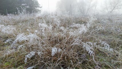 In the grassy meadows stand deciduous trees in autumn without leaves. After an overnight frost and high humidity at dawn, the grass was covered with frost, and thick fog enveloped the entire area