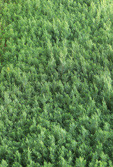 texture green background of spruce branches