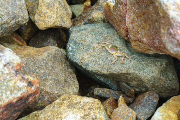 Crab on a stone on the shore of ocean