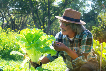 Senior farmer harvesting farm produce, smiling happily with his fresh lettuce