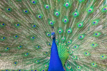 Fotobehang close up of peacock © Владимир Субботин