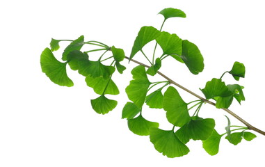 Ginkgo biloba green leaves, branch isolated on white