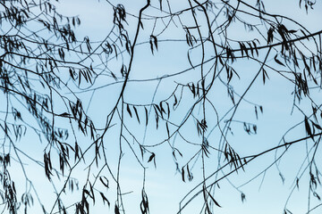 Weeping willow branches are under blue sky, natural photo