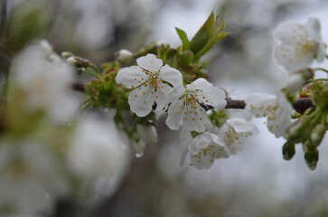 A cherry branch blooming luxuriantly in spring