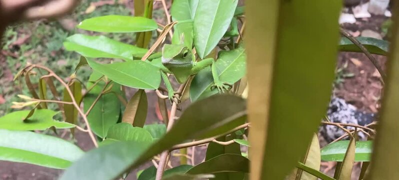 chameleon animals camouflage themselves in green leaves of durian trees