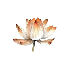 Watercolor white Lotus flower, vector illustration.Isolated on a white background.