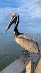 Pelican at Fort Morgan Pier in Gulf Shores, Alabama