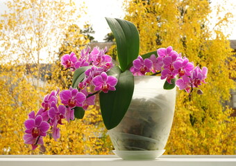 Blooming pink orchids on the windowsill, autumn yellow trees on the background. Phalaenopsis close-up with three peduncles. Tropical house flowers, view from the side.	