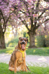 Funny dog. dog yawns.Cover dog in nature. Blooming sakura on the background sits a dog. Retriever on the background of cherry blossoms. Spring. Dog. Beautiful animal for the cover. Animals in nature.