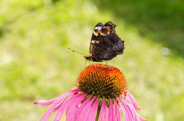 Butterfly sits on a blooming bud of an echinacea flower.