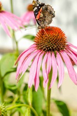 Butterfly sits on a flower in a summer.