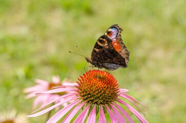 Aglais butterfly on an Echinacea flower.