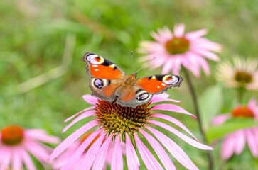 Butterfly pollinates a flower.