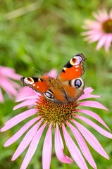 Butterfly pollinates a flower in a summer.