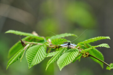 The green longhorn (Adela reaumurella) close-up. The fairy longhorn moths in green spring forest