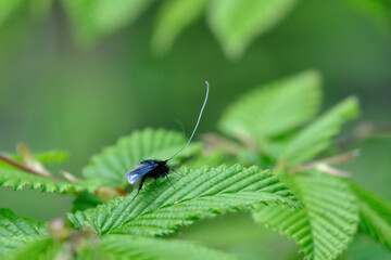 The green longhorn (Adela reaumurella) close-up. The fairy longhorn moths in green spring forest