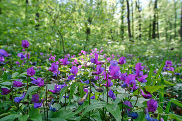 Lathyrus vernus, the spring vetchling, spring pea, or spring vetch close-up in green sunny spring forest